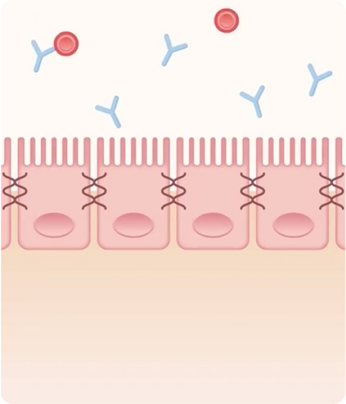 Vaginal Probiotic